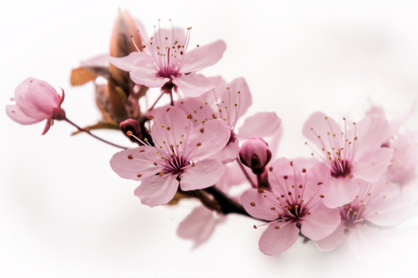 Pink Prunus Perfection Picture Board by Jeremy Sage