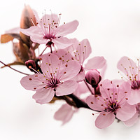 Buy canvas prints of Pink Prunus Perfection by Jeremy Sage