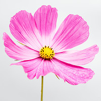 Buy canvas prints of Vibrant Pink Cosmos Blossom by Jeremy Sage