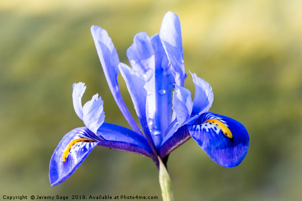 Vivid Blue Iris Picture Board by Jeremy Sage