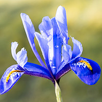 Buy canvas prints of Vivid Blue Iris by Jeremy Sage