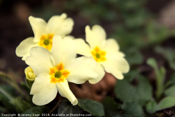 Radiant Springtime Primrose Picture Board by Jeremy Sage