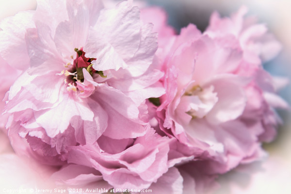 Delicate Pink Petals Picture Board by Jeremy Sage