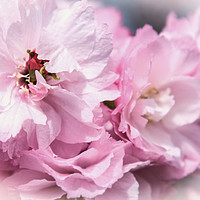 Buy canvas prints of Delicate Pink Petals by Jeremy Sage