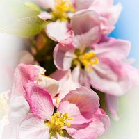 Buy canvas prints of Enchanting Apple Blossom by Jeremy Sage