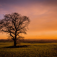 Buy canvas prints of Lonely Tree at Dusk by Jeremy Sage