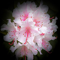 Buy canvas prints of Enchanting Rhododendron Blossoms by Jeremy Sage