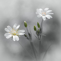 Buy canvas prints of Beauty in Selective Stellaria by Jeremy Sage