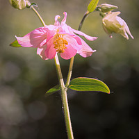 Buy canvas prints of Enchanting Pink Aquilegia by Jeremy Sage