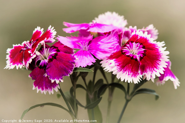 Vibrant Dianthus Blooms Picture Board by Jeremy Sage