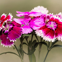Buy canvas prints of Vibrant Dianthus Blooms by Jeremy Sage