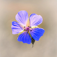 Buy canvas prints of Enchanting Blooms of the Wild Geranium by Jeremy Sage