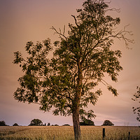 Buy canvas prints of The Majestic Evening Tree by Jeremy Sage