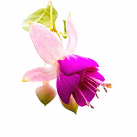 Buy canvas prints of Vibrant Fuchsia Blossom by Jeremy Sage