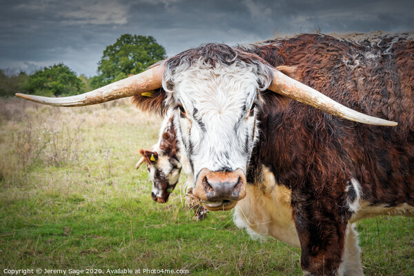 English Longhorn Cow Picture Board by Jeremy Sage