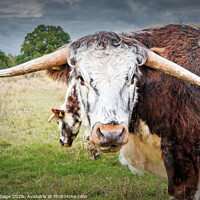 Buy canvas prints of English Longhorn Cow by Jeremy Sage