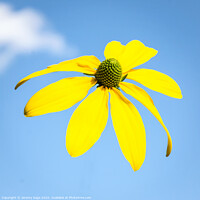Buy canvas prints of Radiant Yellow Rudbeckia by Jeremy Sage