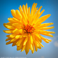 Buy canvas prints of Chrysanthemum Orange by Jeremy Sage