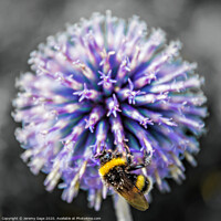 Buy canvas prints of The Majestic Dance of a Bee by Jeremy Sage