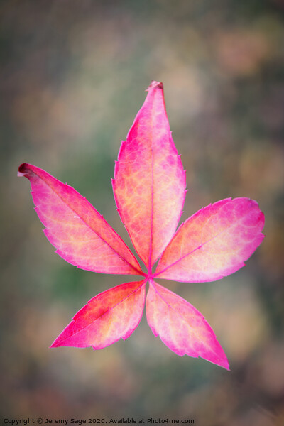 Vibrant Virginia Creeper Picture Board by Jeremy Sage