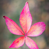 Buy canvas prints of Vibrant Virginia Creeper by Jeremy Sage
