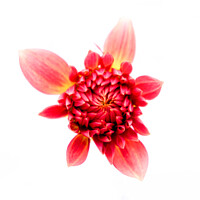 Buy canvas prints of Bursting with Life Dahlia by Jeremy Sage