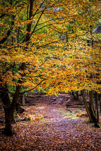 The Vibrant Autumnal Forest Picture Board by Jeremy Sage