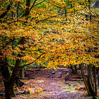 Buy canvas prints of The Vibrant Autumnal Forest by Jeremy Sage