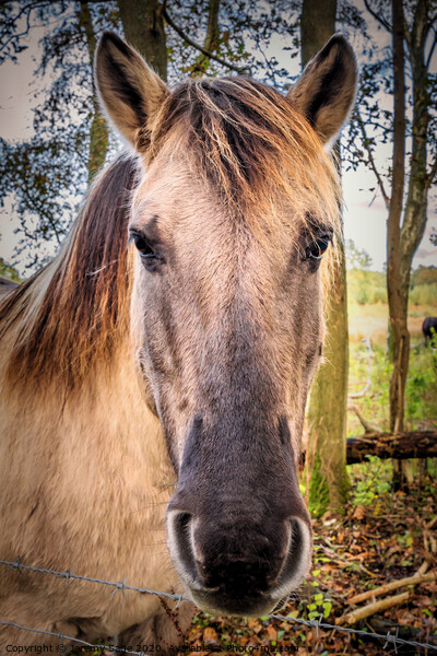 Konik horse Picture Board by Jeremy Sage