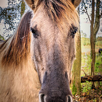 Buy canvas prints of Konik horse by Jeremy Sage