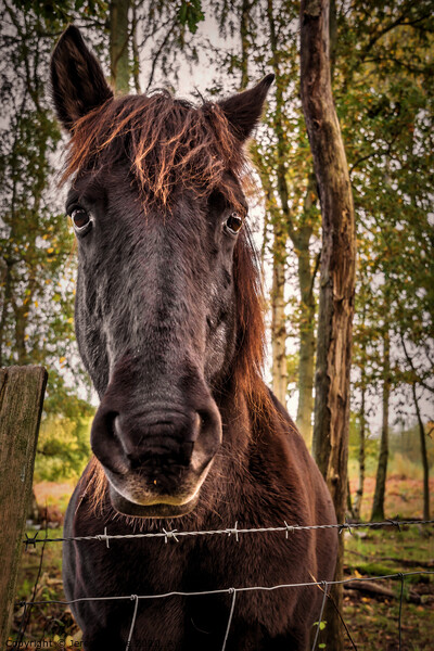 Beautiful Konik Pony Picture Board by Jeremy Sage