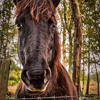 Buy canvas prints of Beautiful Konik Pony by Jeremy Sage