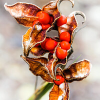 Buy canvas prints of Scarlet Seeded Winter Berries by Jeremy Sage