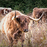 Buy canvas prints of Majestic Highland Cattle by Jeremy Sage