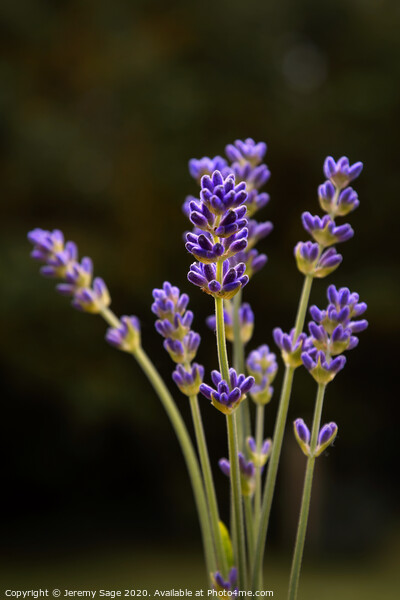 Fragrant Lavender Blooms Picture Board by Jeremy Sage