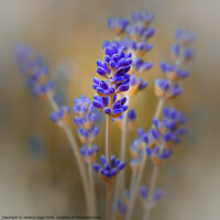 Buy canvas prints of Aromatic Lavender in Kent by Jeremy Sage