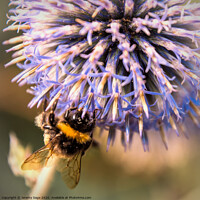 Buy canvas prints of The busy bee by Jeremy Sage