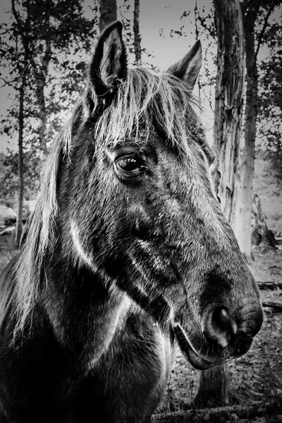 Konik Pony Picture Board by Jeremy Sage