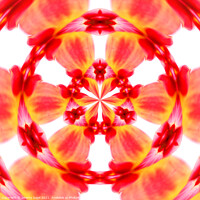 Buy canvas prints of The Vibrant Radial Dahlia by Jeremy Sage