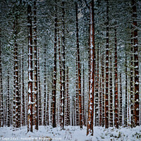 Buy canvas prints of Into the Winter Wonderland by Jeremy Sage