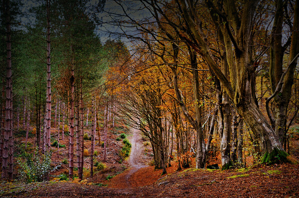 Vibrant Autumnal Forest Trail Picture Board by Jeremy Sage