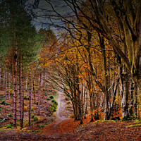 Buy canvas prints of Vibrant Autumnal Forest Trail by Jeremy Sage