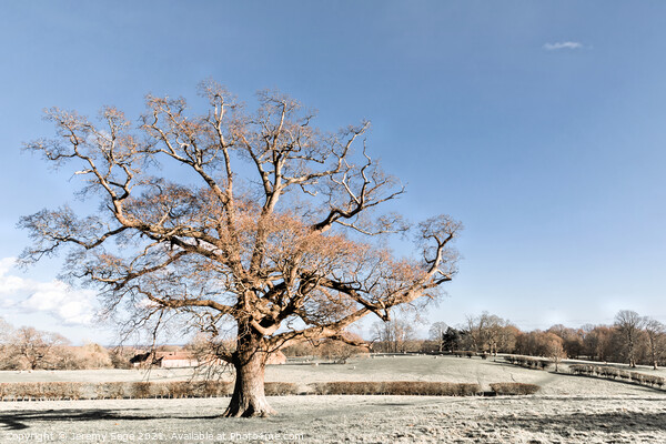Majestic Oak in the Heart of Winter Picture Board by Jeremy Sage