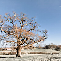 Buy canvas prints of Majestic Oak in the Heart of Winter by Jeremy Sage