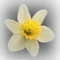 Buy canvas prints of Daffodil Yellow by Jeremy Sage