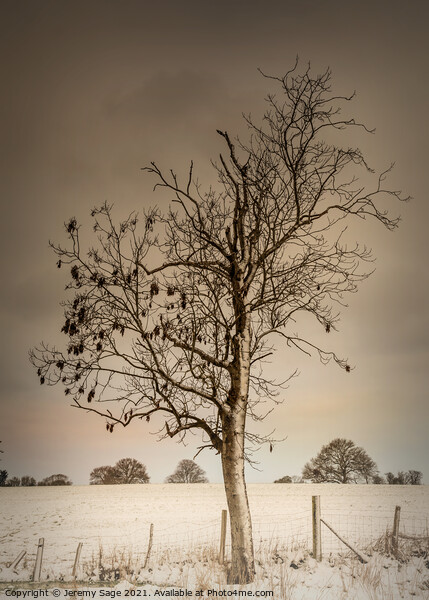 Serene Winter Tree Picture Board by Jeremy Sage