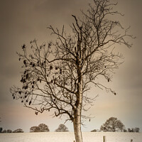 Buy canvas prints of Serene Winter Tree by Jeremy Sage