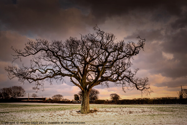 Majestic Winter Oak Tree in Rural Kent Picture Board by Jeremy Sage