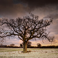 Buy canvas prints of Majestic Winter Oak Tree in Rural Kent by Jeremy Sage