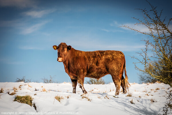 Majestic Sussex Cow in Snow Picture Board by Jeremy Sage